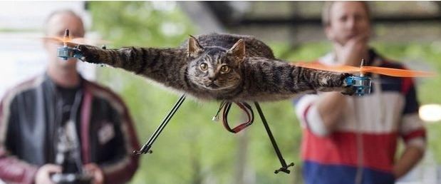 drone-cat