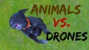 Animal vs Drones Compilation