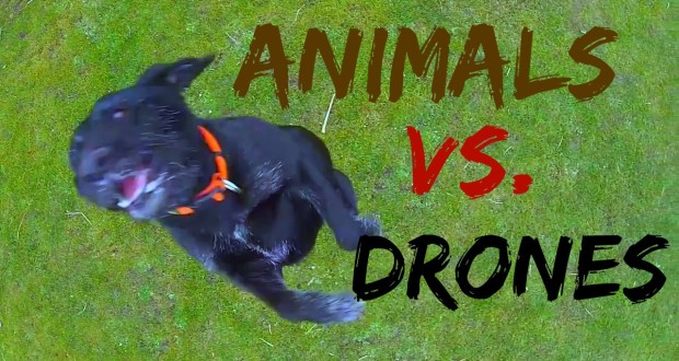 animals-vs-drones