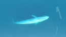 Rare Blue Whale Feeding Captured by Drone