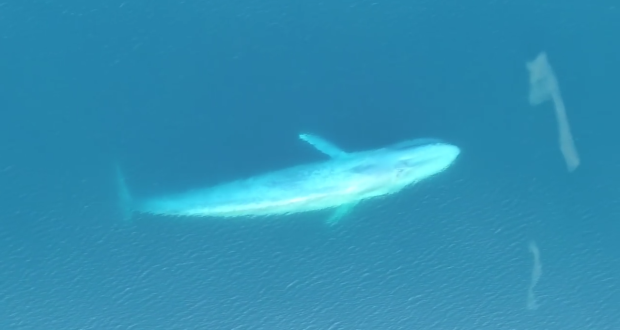 blue-whale-feeding-captured-drone