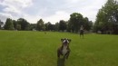 Bulldog Chases and Takes Down Drone