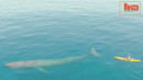 Drone Captures Footage of a Kayaker Paddling with Great Blue Whale