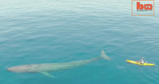 drone-blue-whale-kayak