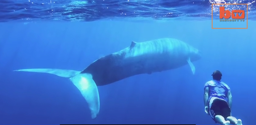 drone-blue-whale-swim