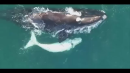 Drone Captures Rare White Whale Calf