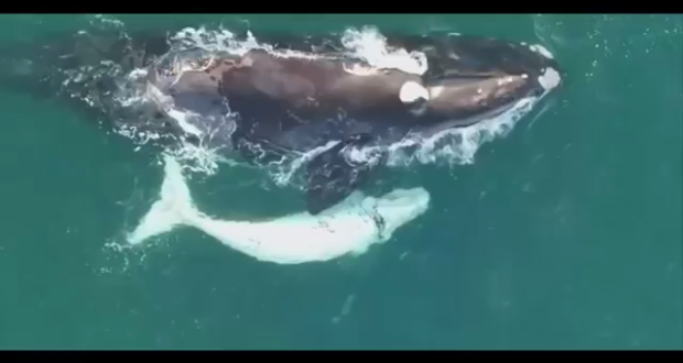 drone-white-whale-calf