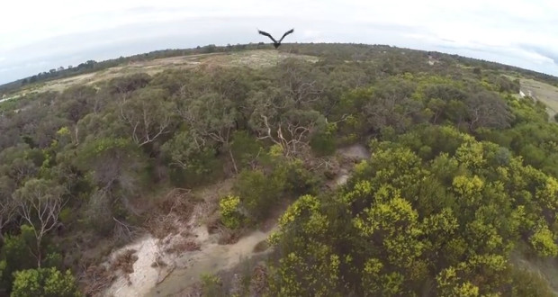 eagle-takes-down-drone