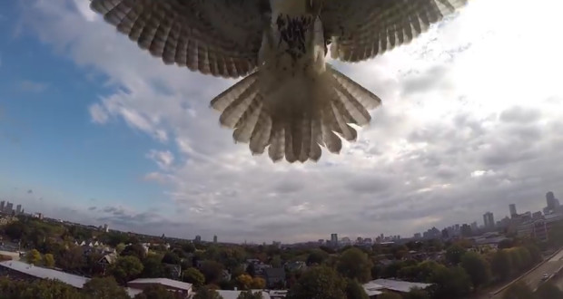 hawk-attacks-drone