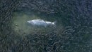 Amazing Drone Footage of the Florida Mullet Run
