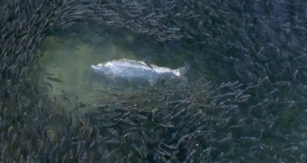 mullet-run-drone-footage