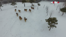 Siberian Tigers Hunts Down Drone