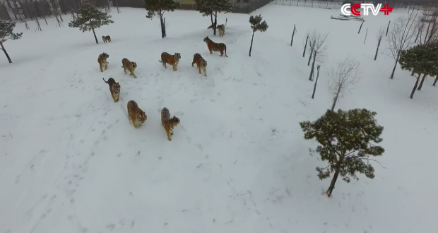 siberian-tiger-hunts-drone