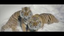 Tigers vs Drone